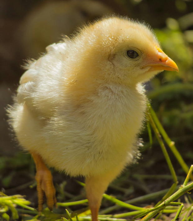 Naturalne produkty jajeczne ChickenRapid przygotowane dla biznesu